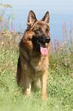 BERGER ALLEMAND 695
